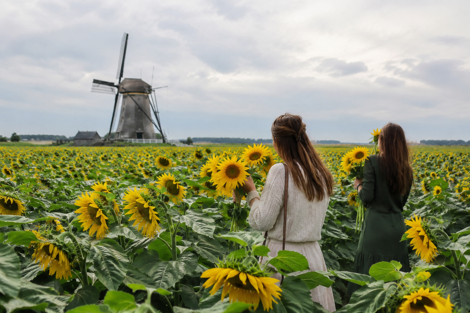 Sunflower fields, Netherlands